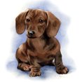 thumbnail image 1 of Resina Con Forma Diamante Perro 30x30CM XF002, 1 of 9