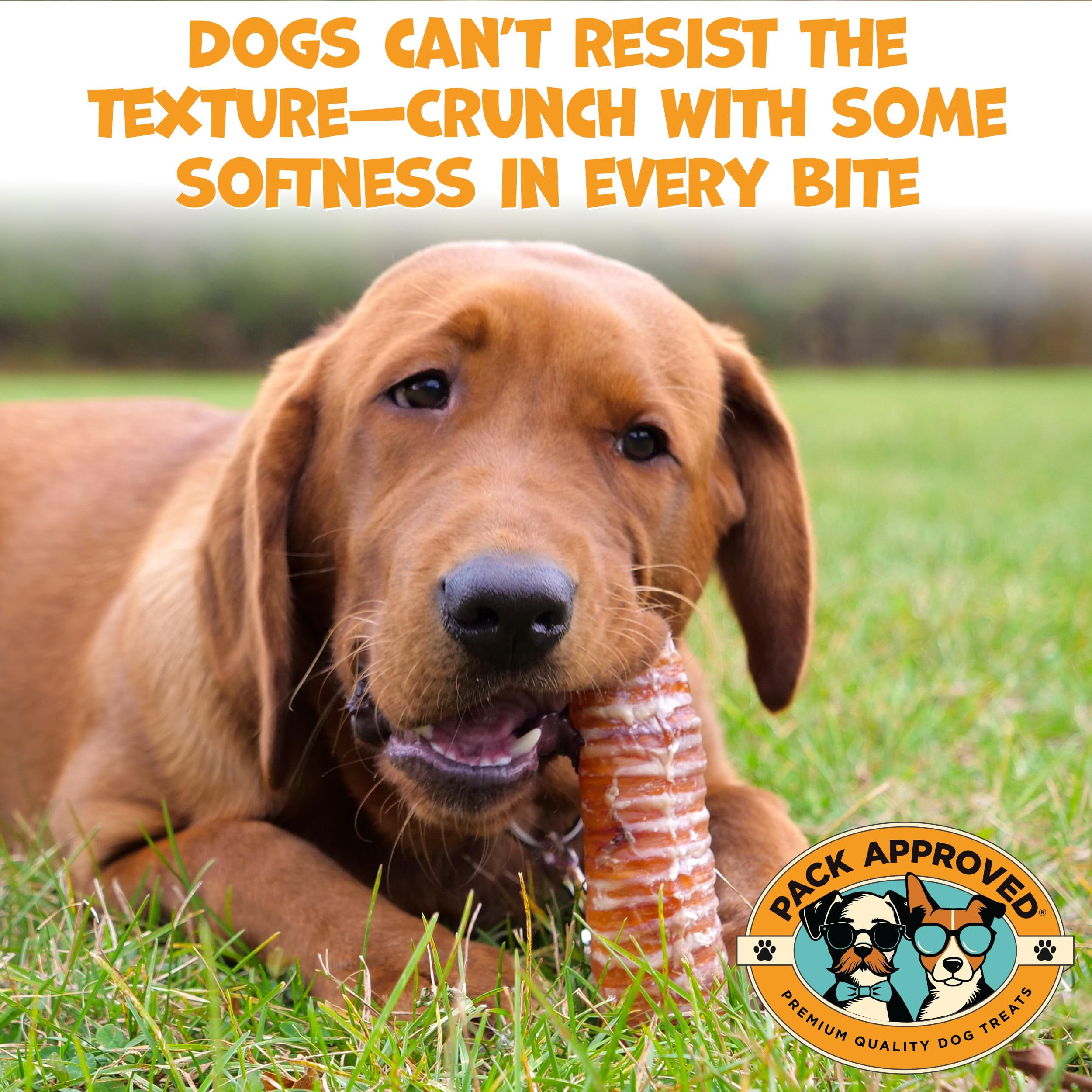 Pack Approved Beef Trachea - Dehydrated Beef Dog Treats Made in USA - Single Ingredient Treat w/ Chondroitin & Glucosamine - Dog Joint Health for Small to Medium Breeds - 5-6" (4ct)