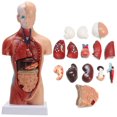 thumbnail image 1 of HLONK 11” Desktop Human Torso Anatomy Model including 15-Part Removable Education Organs for Teaching, 1 of 7