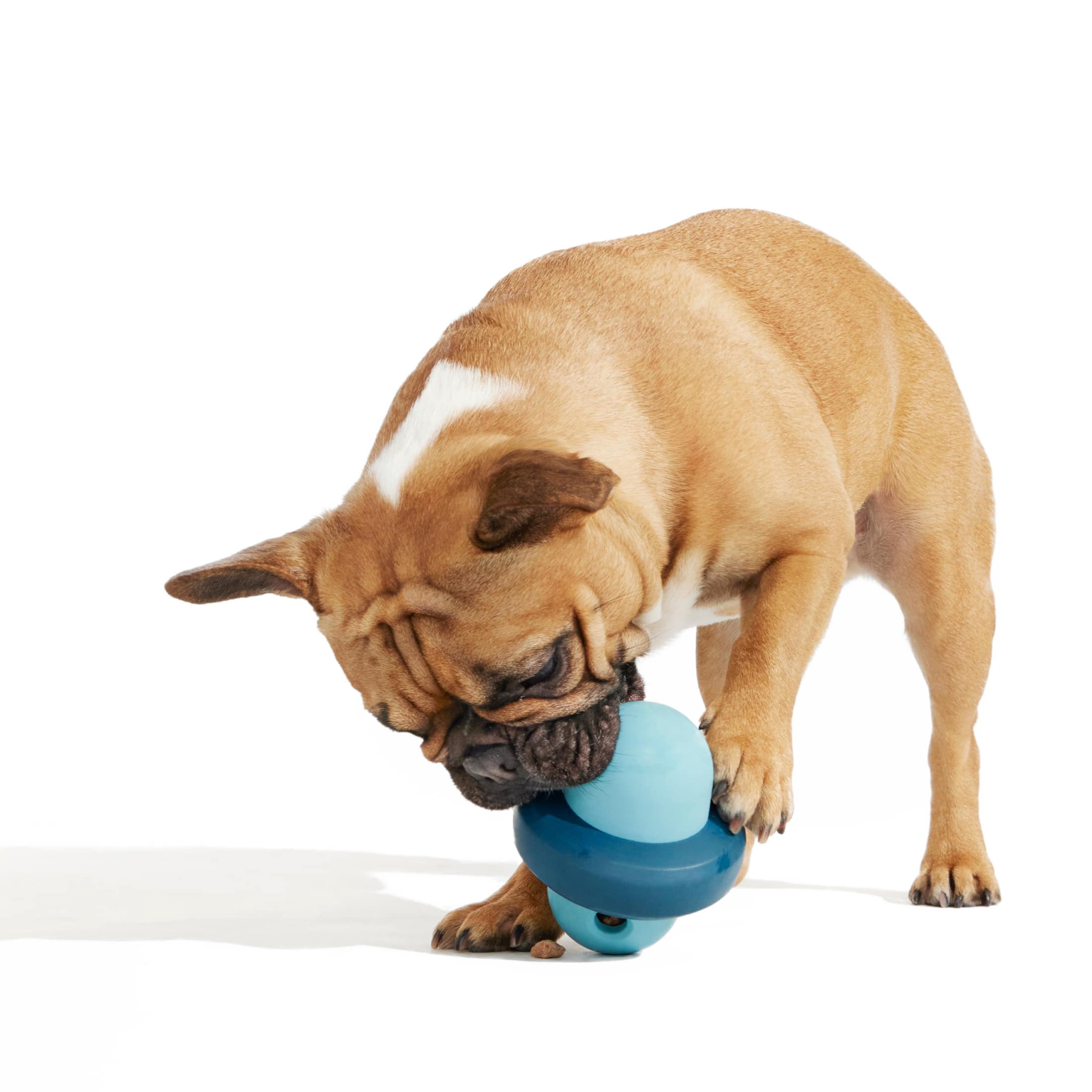 BARK Pivot Rubber Super Chewer Dog Toy, Tough Chew, Medium Size, Blue