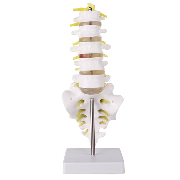 Biological Vertebral Spine Model, Lumbar Vertebral Spine Model Human Lumbar Educational Teaching Model, Human Lumbar Model For Teaching Tool