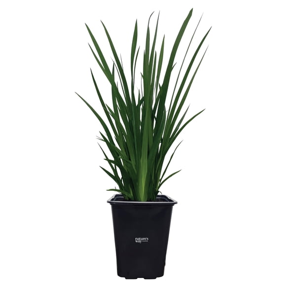 Nature's Way Farms African Iris White Outdoor Live Plant (18-24 in. Tall) in Grower Pot