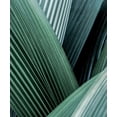 thumbnail image 2 of Incado 15x17 White Modern Wood Framed Museum Art Print Titled - Close up I, 2 of 4