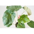 thumbnail image 4 of Pink Flower Anthurium - 3 Live Starter Plants in 2 Inch Pots - Anthurium Oaxaca - Elegant Low Maintenance Air Purifying Indoor Houseplant, 4 of 5