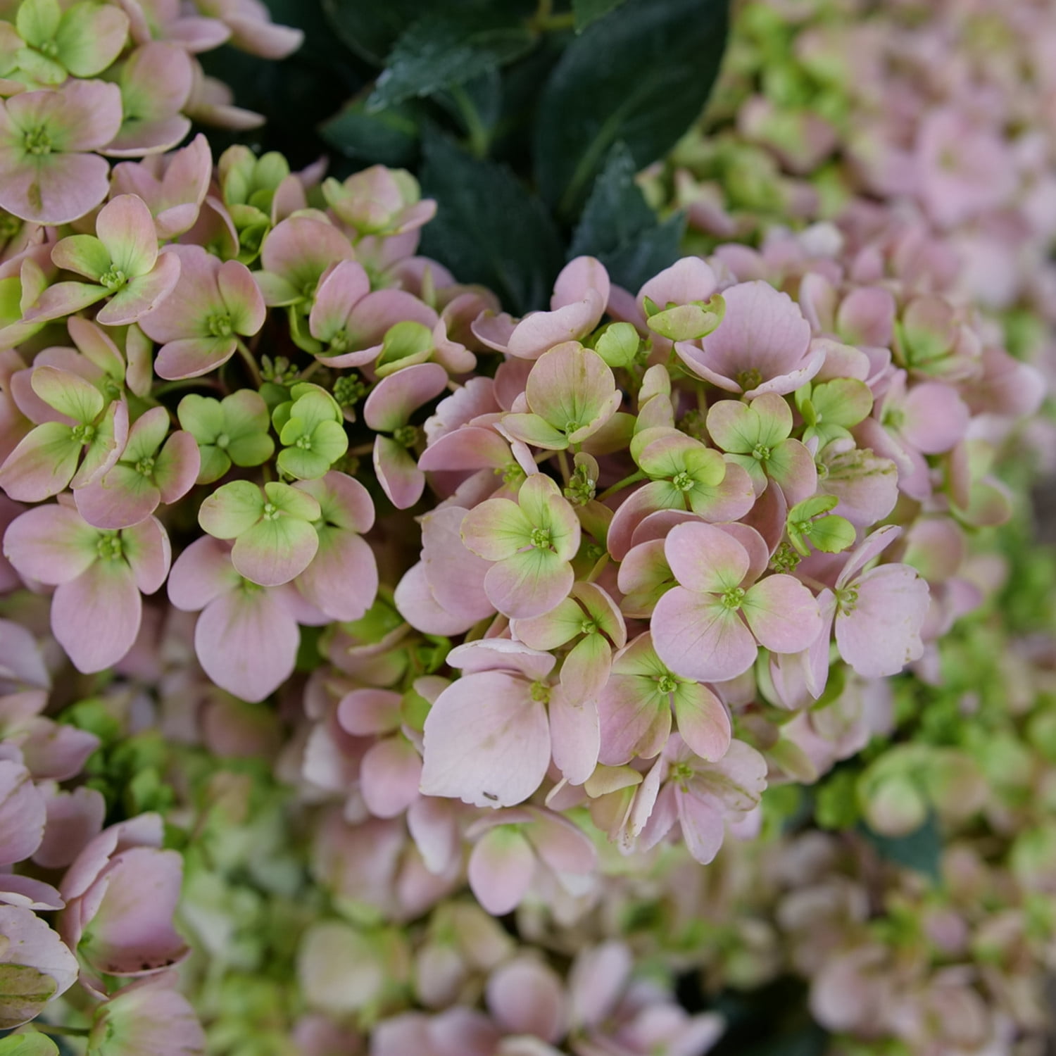 Proven Winners ColorChoice 6" Multicolor Fairytrail Fresco Cascade Hydrangea Live Plant in 7.5" Pot