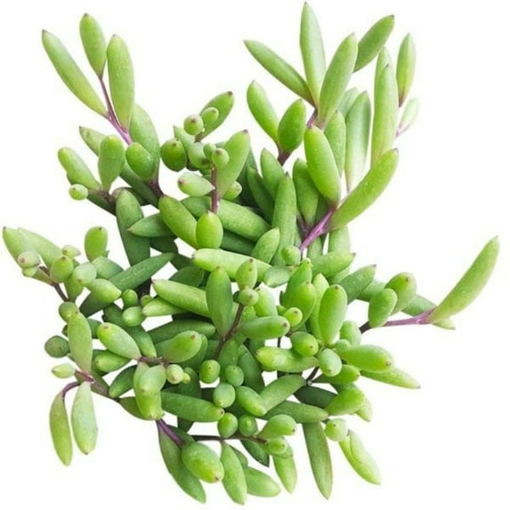 Ruby Necklace Othonna Capensis Succulent - 6 inch