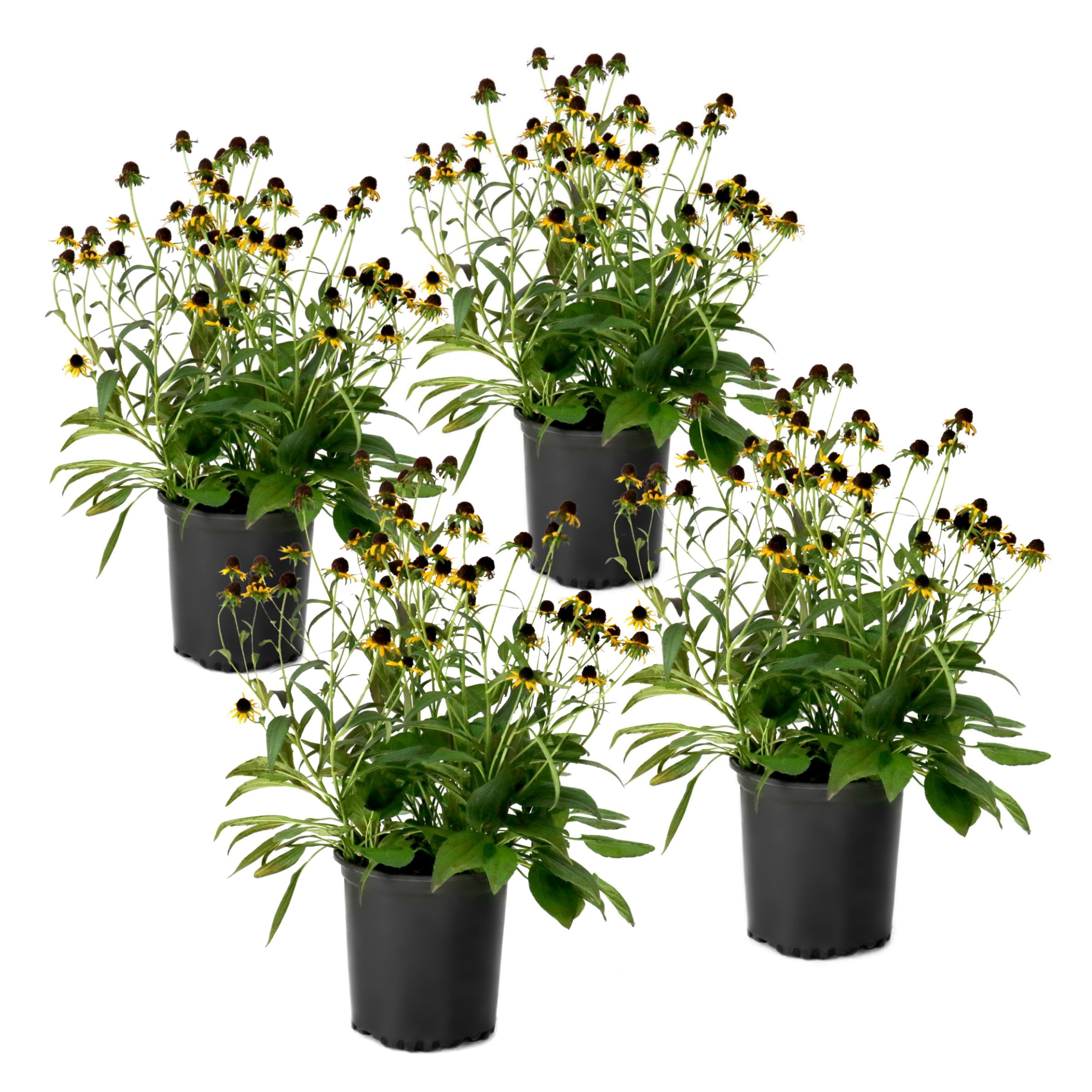 National Plant Network 1 gal. Black Eyed Susan Goldsturm Perennial Plant (8-Pack)