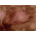thumbnail image 5 of oneOone Cotton Cambric Brown Fabric Tie Dye Sewing Material Print Fabric By The Yard 42 Inch Wide, 5 of 6