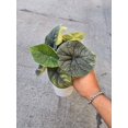 thumbnail image 3 of Alocasia Melo very full- Rare Find House plant Easy care in 5 inch pot ceramic- Get similar, 3 of 3