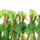 thumbnail image 5 of Valla de simulación valla de jardín valla de plantas decoración de jardín de madera valla de madera valla telescópica - 40 cm pequeñas hojas de batata, 5 of 5