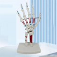 thumbnail image 5 of Skeleton Hand Model, Hand Joint Model, with Wrist, Ulna, Hinged Hand , Palmar Anatomy Muscle Model, 5 of 5