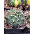 thumbnail image 3 of Gymnocalycium Damsii Variegated Cactus, 3 of 9
