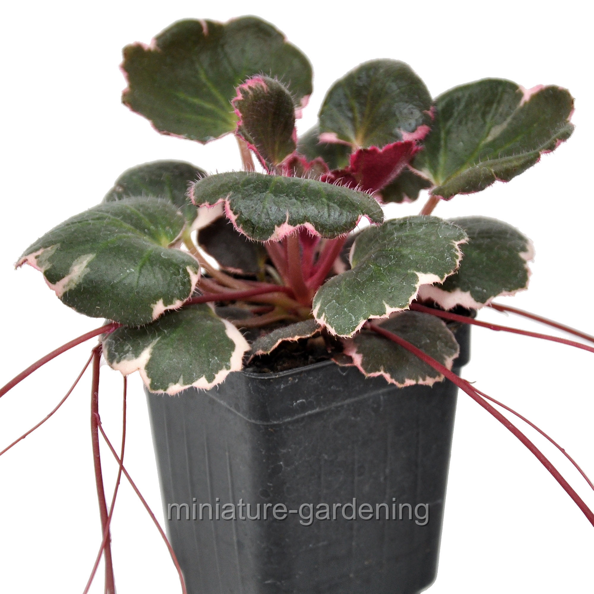 Saxifraga stolonifera, Variegated Strawberry Begonia incl. Heat Pack