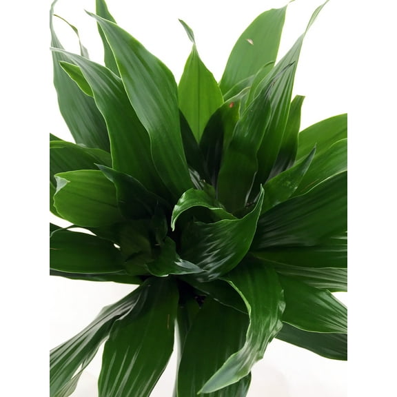 Janet Craig Dragon Tree - Dracaena fragrans - 3" Pot