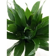 Janet Craig Dragon Tree - Dracaena fragrans - 6" Pot - Easy to Grow House Plant