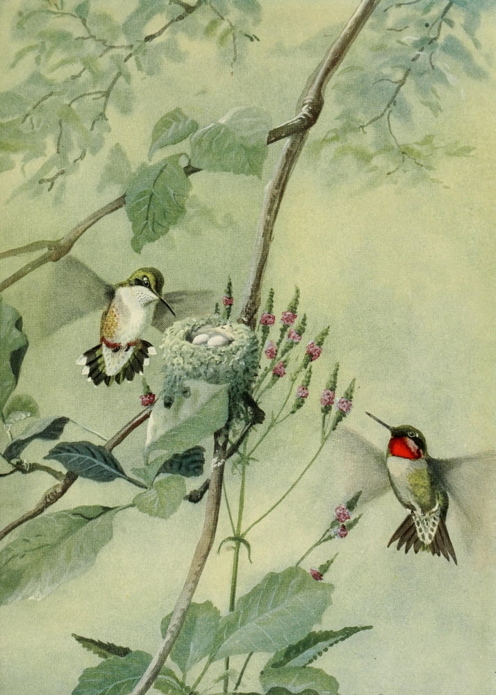 Birds Of Massachuse