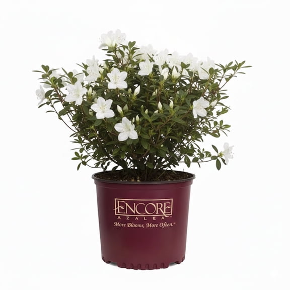Encore 1-1.5 ft Encore Azalea - Autumn Moonlilght Live Shrub in 3- Gallon Grower Pot
