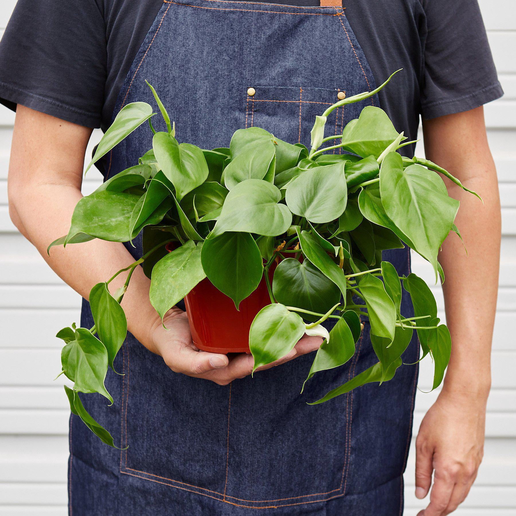 Philodendron Cordatum 'Heartleaf', 6" Pot, Indoor Houseplant, Easy Care, Live Plant for Indoor & Outdoor