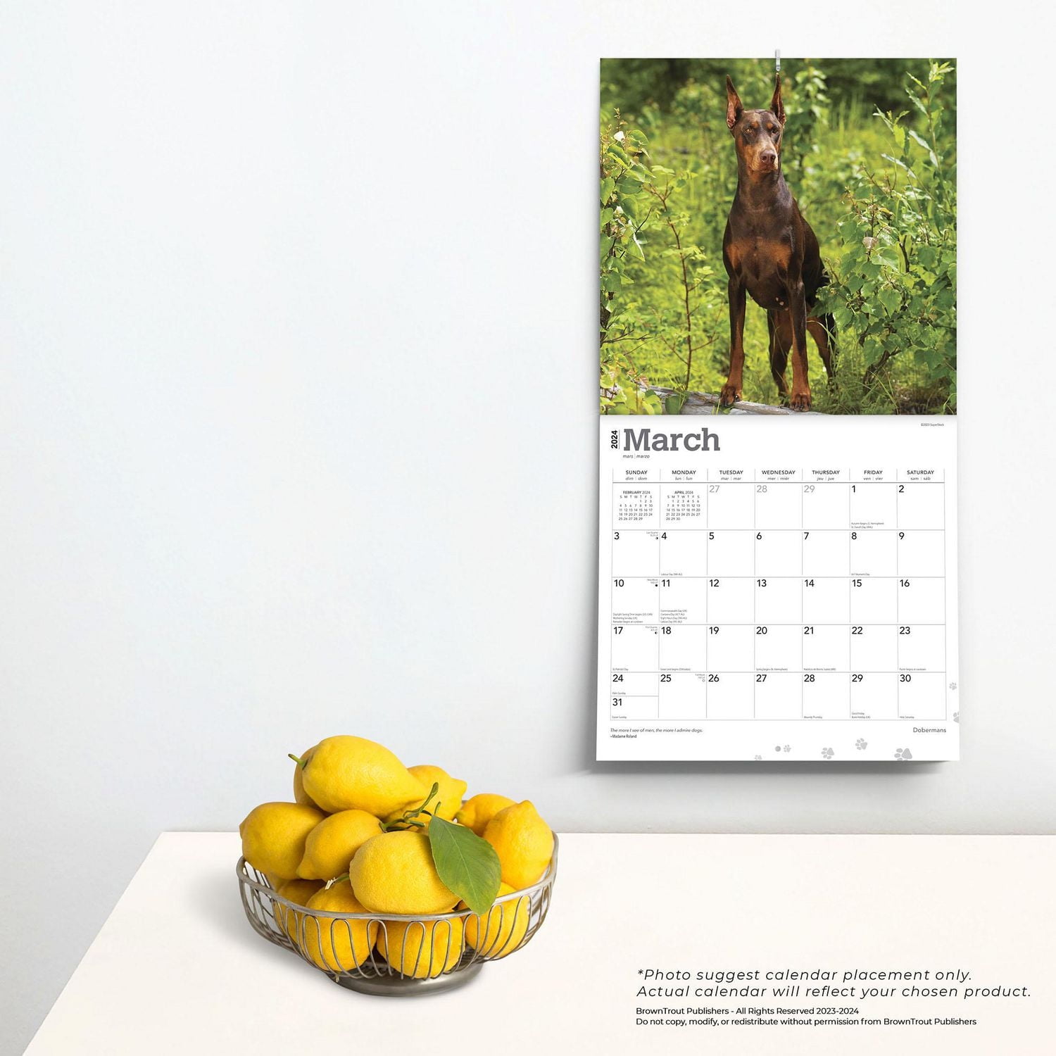 BrownTrout Dobermans 2024 12x24 Inch Square Wall Calendar, 9781975462581
