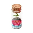 thumbnail image 2 of Small Green Bonsai Plant Pots Green Plants Housewarming Gift Pink, 2 of 8