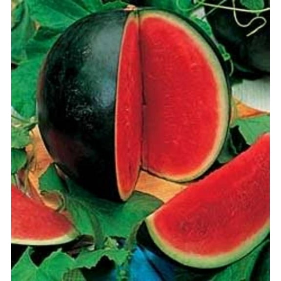 100 *Seeds SUGAR BABY WATERMELON Citrullus lanatus Fruit Melon Seeds