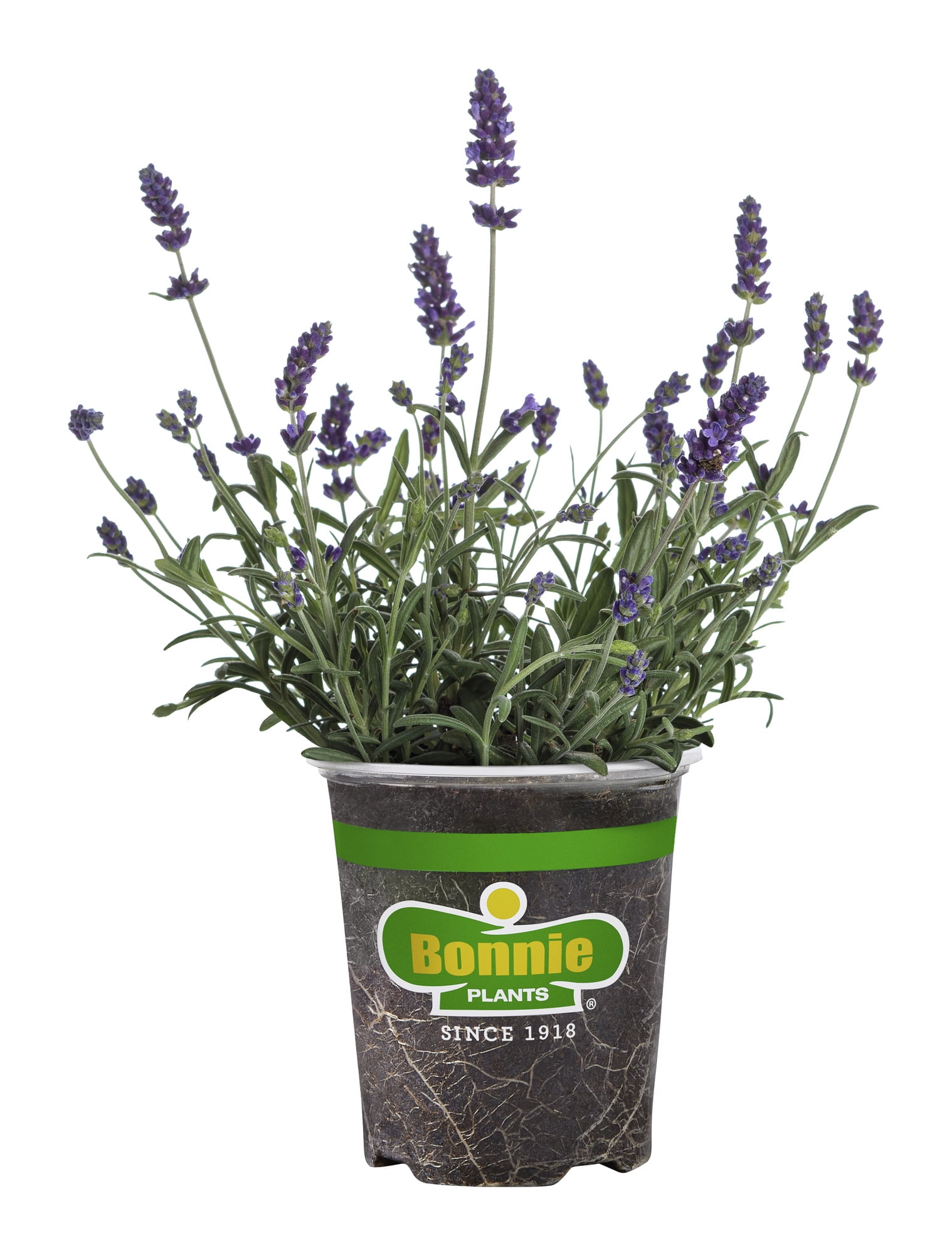2 pack) Bonnie Plants Lavender, 19.3 oz., Live Plant - Walmart.com