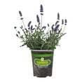 thumbnail image 2 of (2 pack) Bonnie Plants Lavender, 19.3 oz., Live Plant, 2 of 8
