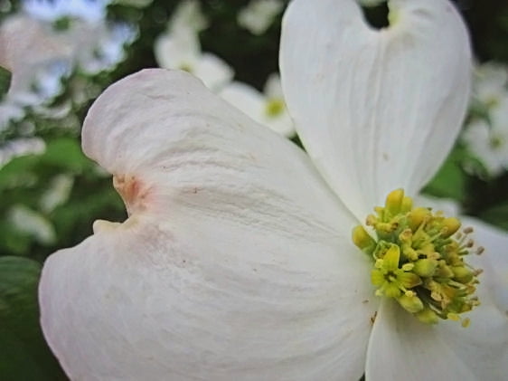 Expert Gardener 3-4 ft. tall Appalachian Mist Dogwood Live Tree in 7-Gallon Grower Pot