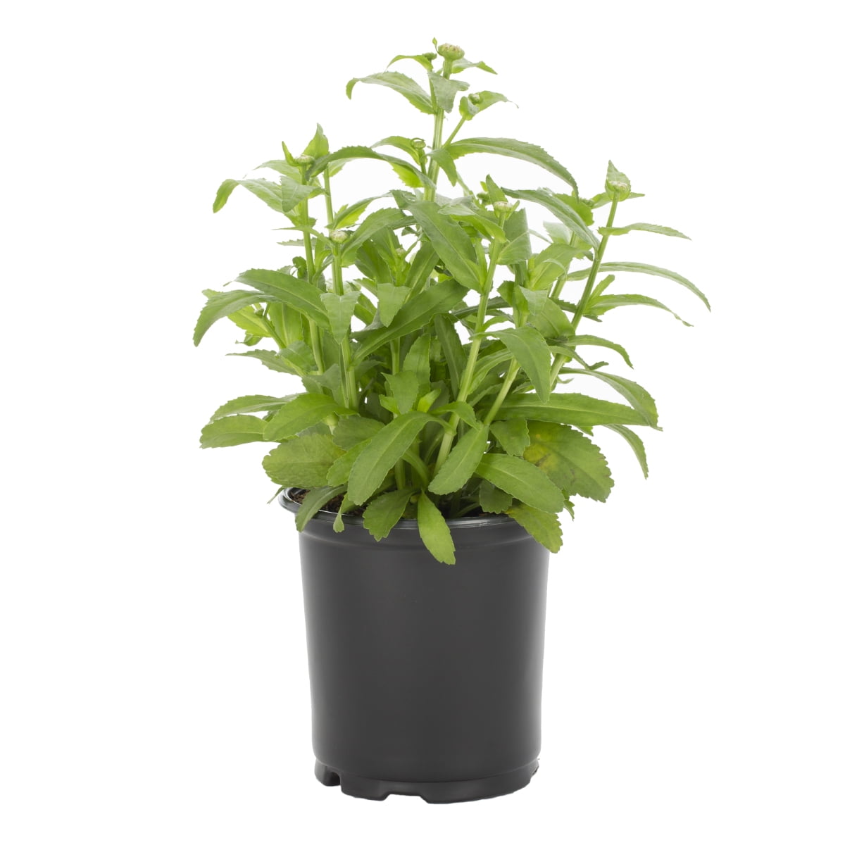 Expert Gardener White Leucanthemum Shasta Daisy Live Perennial Plant, Full Sun, 3-Pack