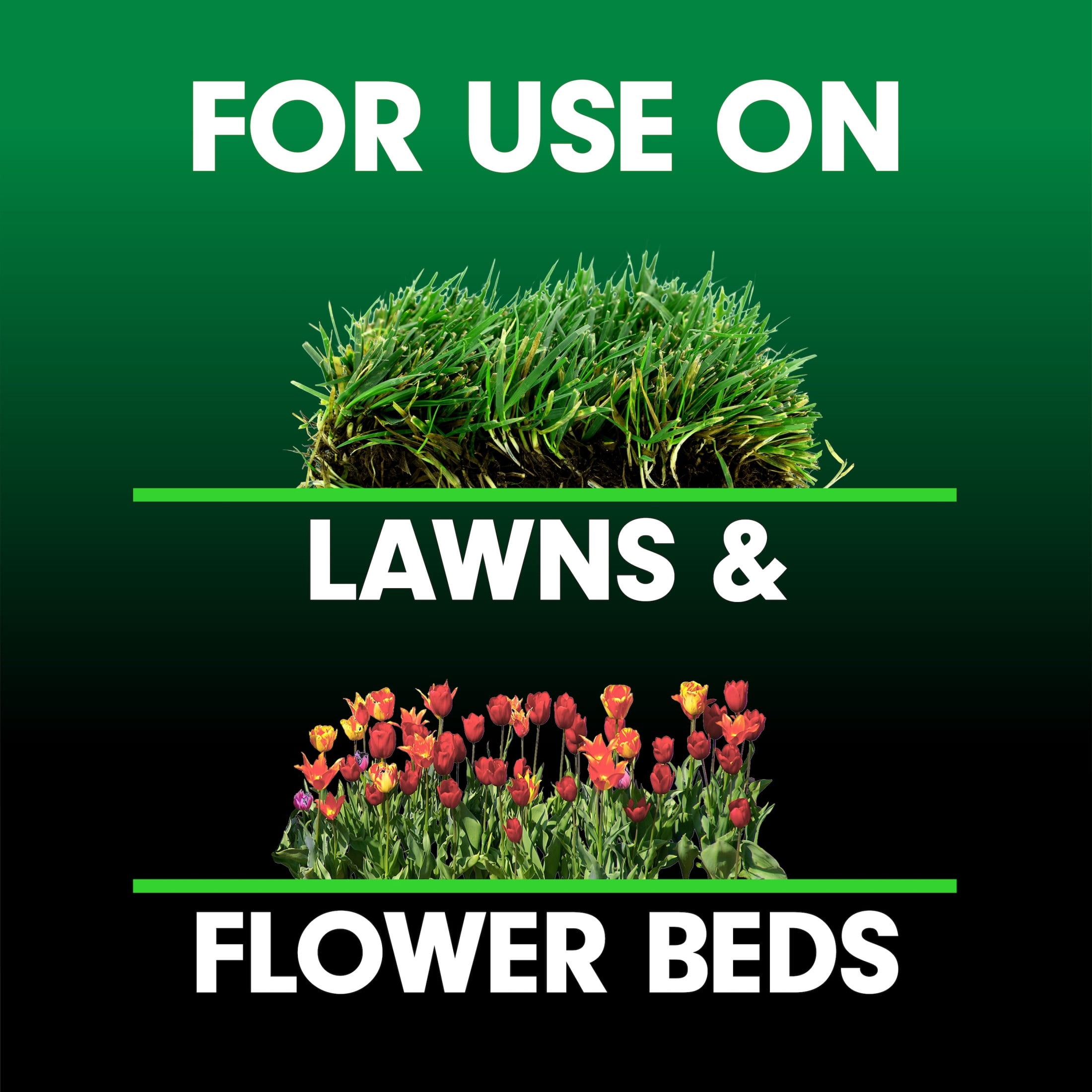 Lilly Miller Moss Out! Spot Treater for Lawns & Flower Beds, Herbicide, 5lb. 1 pack