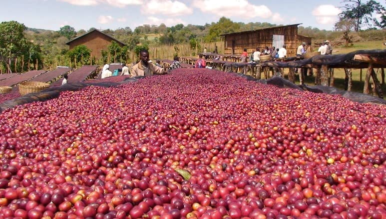 Joe Knows Coffee Tall Dark and Handsome Dark Roast Ground Coffee, 2 Pound Bag