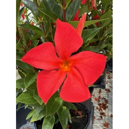 Mandevilla, New! Maui Sunset, Starter Plants, Lot of 2
