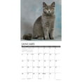 Willow Creek Press, British Shorthair Cats 2025 Wall Calendar