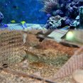 thumbnail image 4 of Aquarium fish trap Acrylic crab trap, 4 of 5