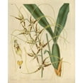 thumbnail image 2 of Curtis, William 15x17 Black Ornate Wood Framed with Double Matting Museum Art Print Titled - Orchid, Brassia Caudata, 2 of 4