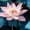 Midnight Lotus, variant on Elephant Stock Pastel Blue Dahlia Wall Art - Horizontal Canvas Wall Art - Living Room Wall Decor - Floral And Botanical Canvas - Blue And White Decor - 51" x 34"