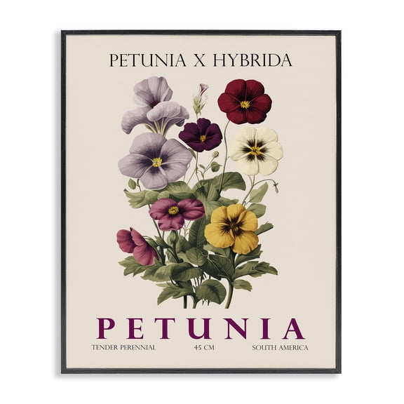 Stupell Industries Scandinavian Natural Petunia Bundle Black Framed Giclee Art, 11 x 14, by Christopher Giampietro