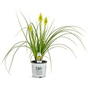 1 Gallon, Pyromania 'Solar Flare' Red Hot Poker (Kniphofia) Live Plant, Yellow Flowers