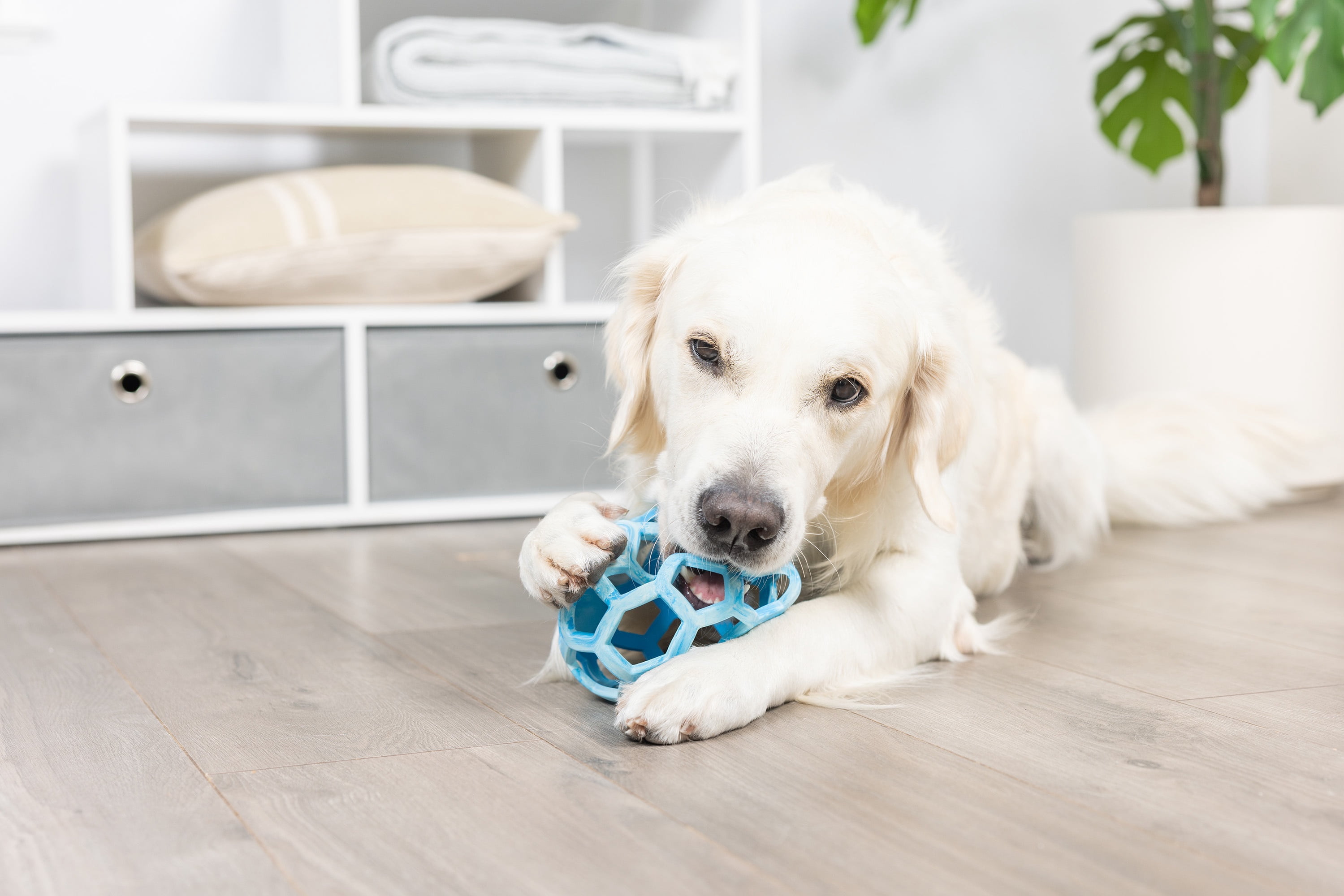 Chuckit! Holee Roller Dog Treat Puzzle Ball, Large 3", Blue – Treat & Chew Toy for Dogs 60–100 lb, Pack of 1