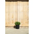 thumbnail image 5 of Veradek Demi Series  12" Plastic-Stone Planter - Black, 5 of 10