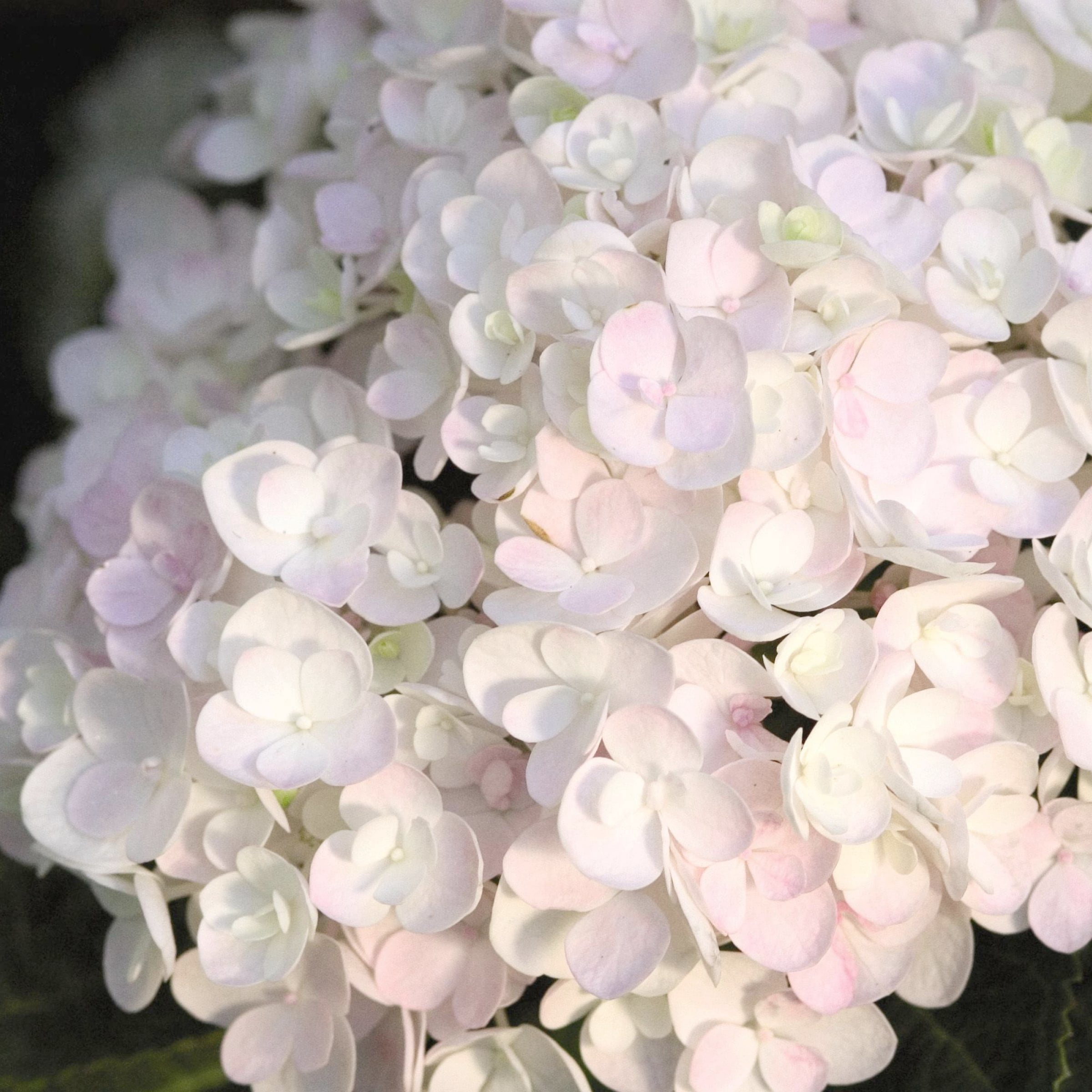 National Plant Network 1 gal. Hydrangea Endless Summer Blushing Bride