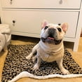 thumbnail image 4 of Mightlink Pet Mat Breathable Moisture-absorbing Big Space Washable Thicken Rest Cloth Pet Mattress Puppy Cat Sofa Mat for Room, 4 of 7
