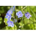 thumbnail image 2 of Speedwell Veronica Wall Mural by Wallmonkeys Peel and Stick Graphic (36 in W x 24 in H) WM216769, 2 of 4
