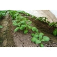 agribon-ag-15-9-10-x-250-frost-ion-fabric-crops-and-plants-from