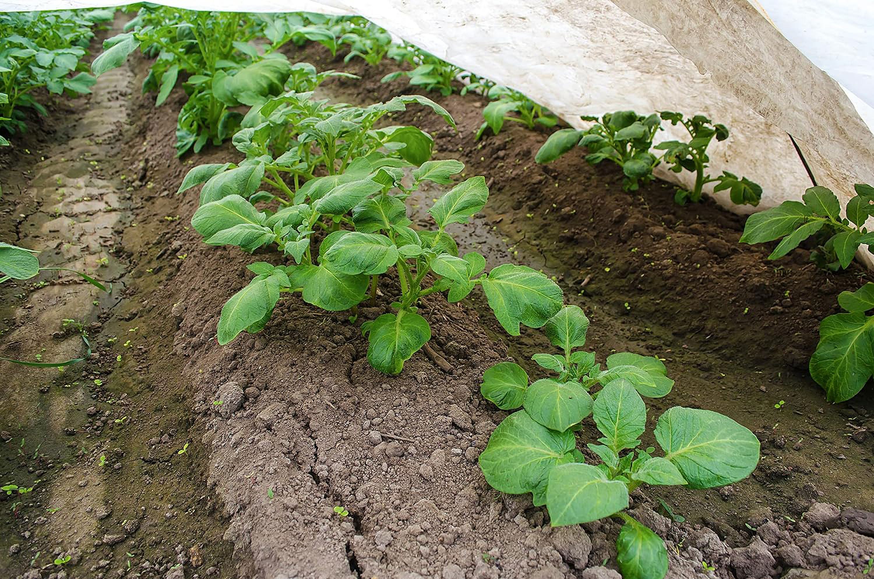 Agribon AG 15 9 10 X 250 Frost Ion Fabric Crops And Plants From Agribon AG 15 9 10 X 250 Frost Ion Fabric Crops And Plants From