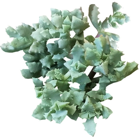 Pink Ice Plant Sandstone Vygie Succulent (2" Plastic Pot) - Tiny, Lovely, Easy to Care Succulent for Beginners - Live Healthy Succulent for Home Office