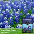 thumbnail image 3 of 5 packs Texas Bluebonnet Seed - Lupinus Texenisis - Non-GMO Heirloom Perennial Full Sun Flowers, 3 of 6