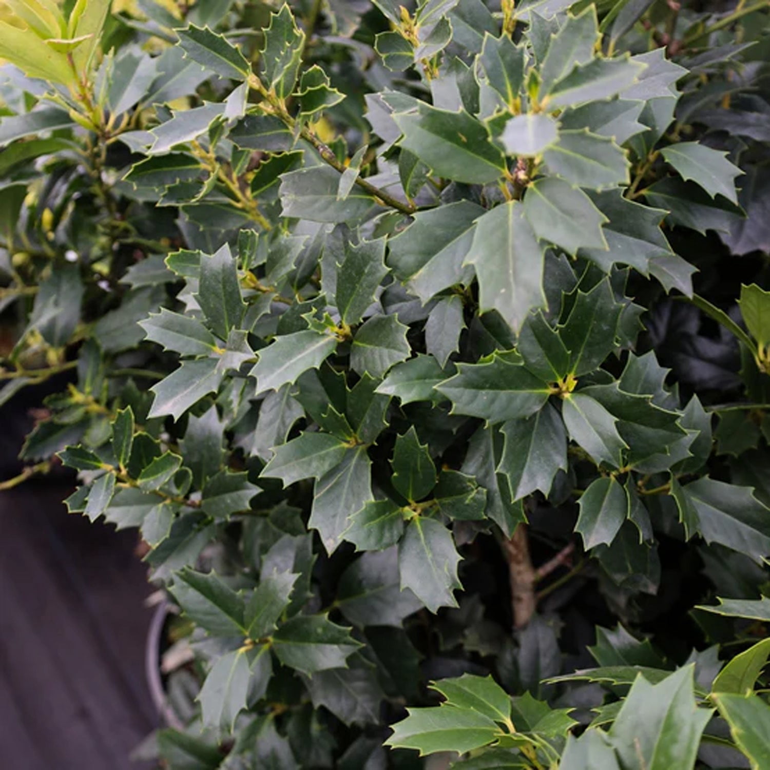 Expert Gardener 1-2 ft. tall Oakleaf Holly Live Tree
