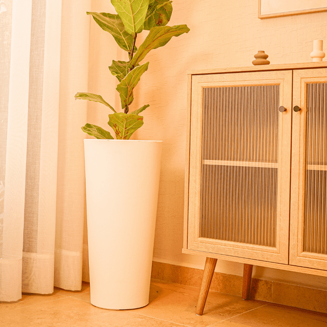 Maceta Ficus 60