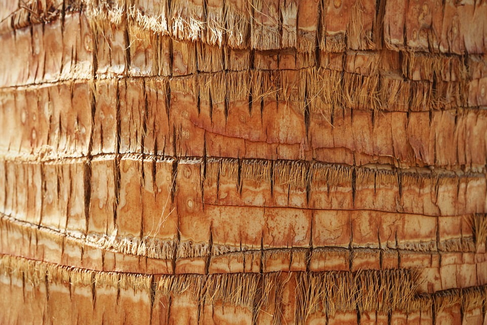 Palm Tree Coconut Tree Texture Wood Bark Nature20 Inch By 30 Inch